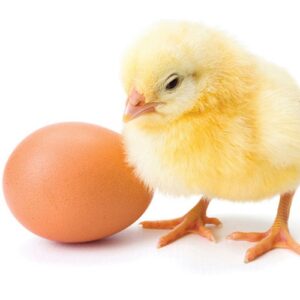 FERTILE CHICKEN EGGS MEGATITULOCOMERCIO TRADE LDA