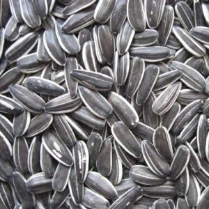 Sunflower Seed