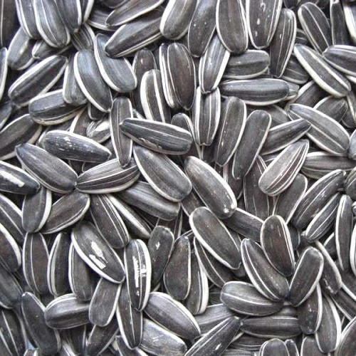 Sunflower Seed