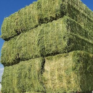 Alfalfa Hay